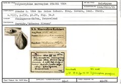 Karteikarte zum Holotyp von Polymorphina marsupium Stache, 1864